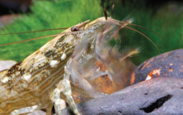 atyopsis