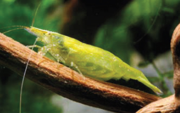 Babaulti verte