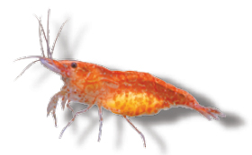 Caridina rouge