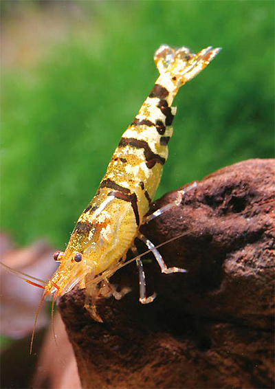 Caridina