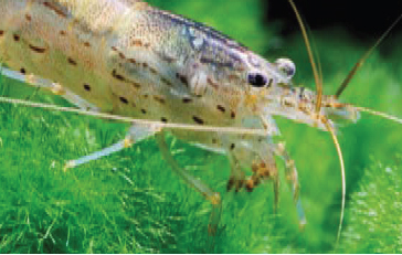 Crevette amano