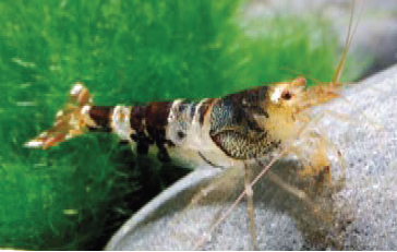 Crevette abeille