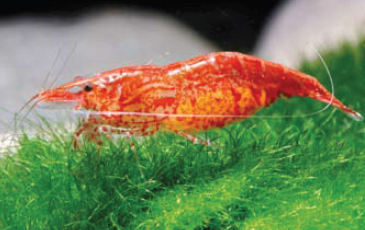 Crevette cerise