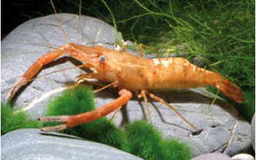 Macrobrachium