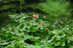 Larves de crevettes sur Monosolenium