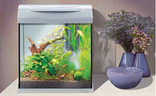 aquarium aqua art