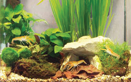 population aquarium 30 litre avec CPO