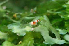 Crevette bébé sur Monosolenium