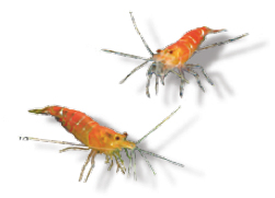 crevette caridina