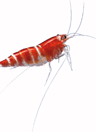 petite caridina rouge