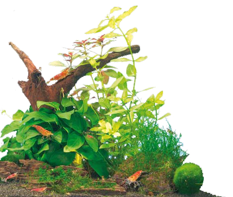 décor roche et racine pour aquarium à crevettes d'eau douce