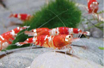 CARIDINA RED CRISTAL
