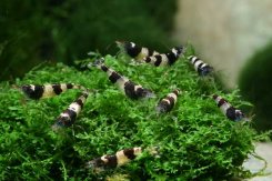Crevettes « bourdons » sur Riccardia