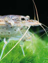 rostre de crevette