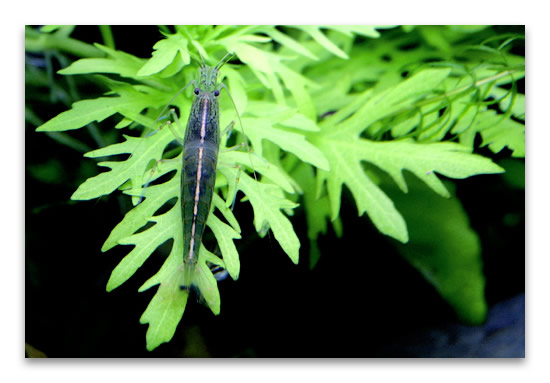 japonica photo Risi