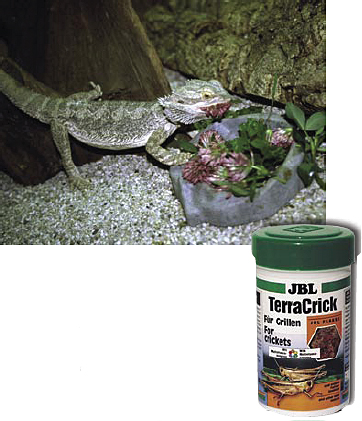terra crick Agame barbu mangeant des herbes