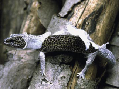 Gecko léopard en train de muer