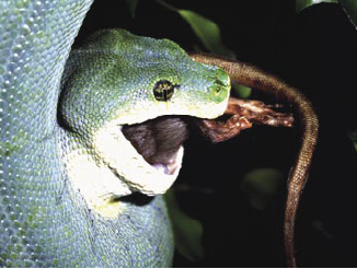 Python vert arboricole en train de manger un rat