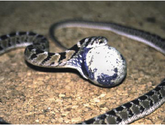 Serpent mangeur d’oeufs avalant un oeuf de caille