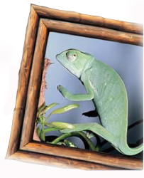 cameleon