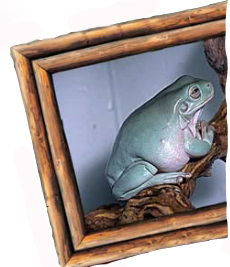 grenouille