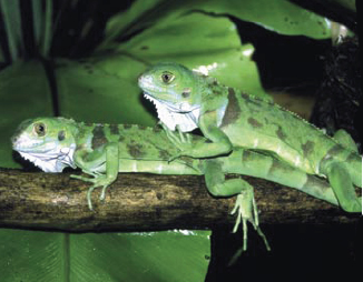 IGUANE