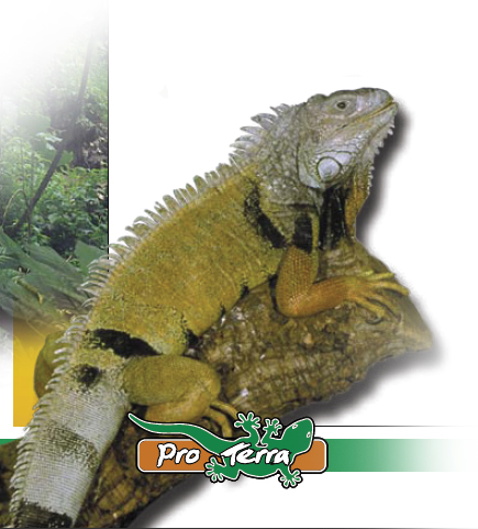 iguane