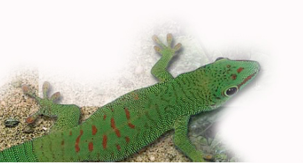 lezard vert