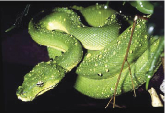 Gouttes d’eau sur un python arboricole.