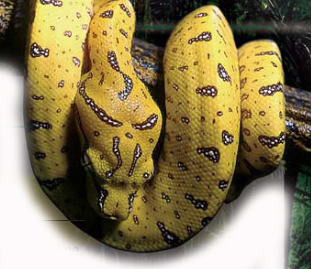  serpend jaune