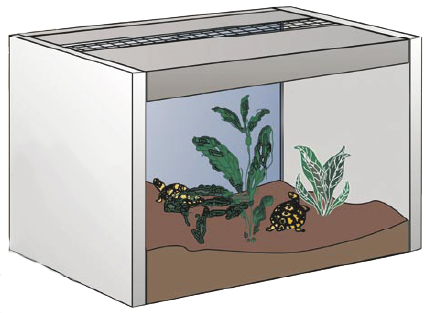 TERRARIUM DESERTIQUE