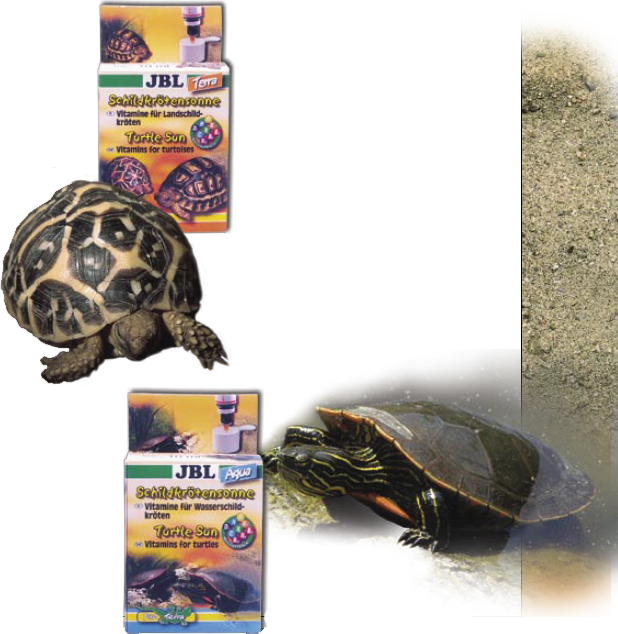 tortue de terre tortue d'eau