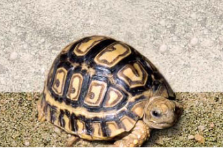 tortue