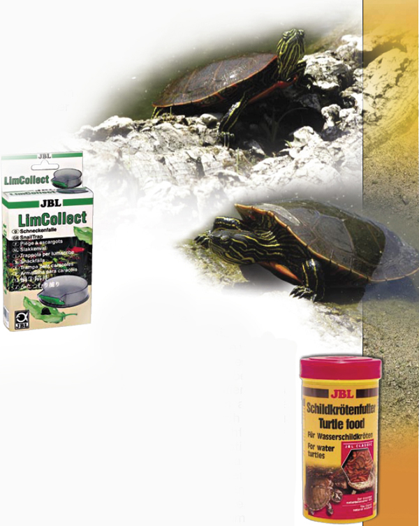 tortue d'eau