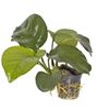 Anubias barteri var. caladiifolia