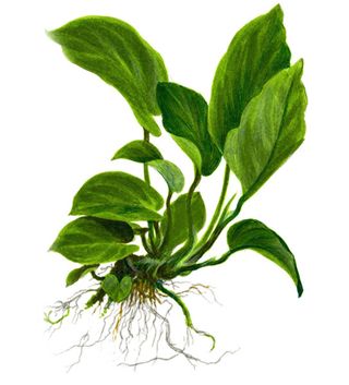 Anubias barteri var. caladiifolia