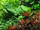Anubias barteri var. caladiifolia