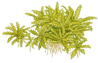 Pogostemon helferi