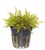 Pogostemon helferi