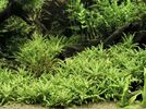 Pogostemon helferi