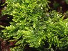 esicularia dubyana 'Christmas'