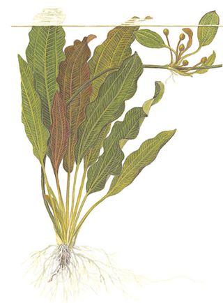Echinodorus osiris