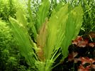 Echinodorus osiris