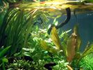 Vallisneria americana (gigantea)