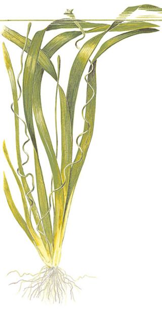 Vallisneria americana (gigantea)