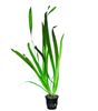 Vallisneria americana (gigantea)