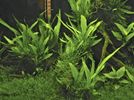 Microsorum pteropus