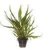 Microsorum pteropus