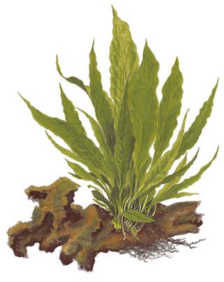 Microsorum pteropus