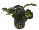 Anubias barteri var. nana